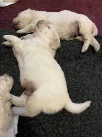 Z Akátového světa