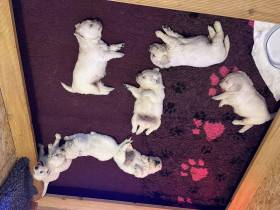 Z Akátového světa