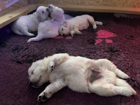 Z Akátového světa