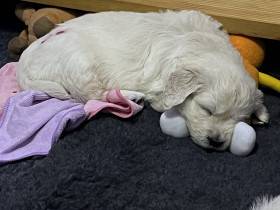 Z Akátového světa