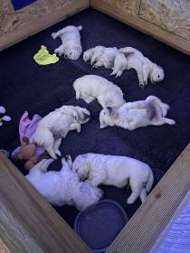 Z Akátového světa