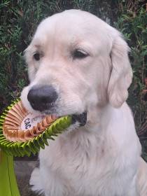 Z Akátového světa