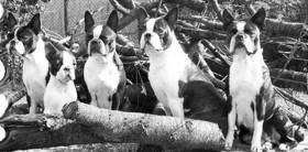 naše prvé Bostony :-)