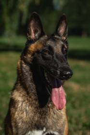 Raspberry od Černé věže