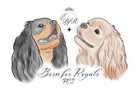 Born for Royals FCI