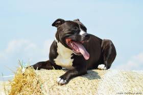 Lollipop Black Princess Laki's Pride