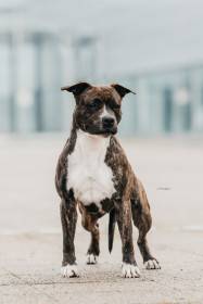 MRS. MIRACLE Canossa