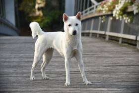 Bílý pes ze Strakonic