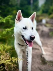 Bílý pes ze Strakonic