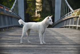 Bílý pes ze Strakonic