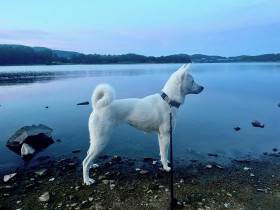 Bílý pes ze Strakonic