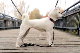 Bílý pes ze Strakonic