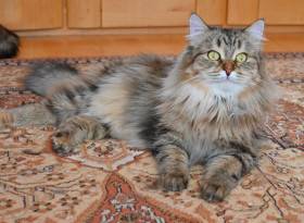 Dixi Blackberry Hill,CZ