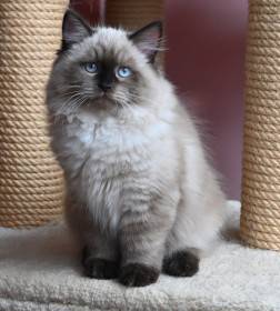 Frankie Blackberry Hill,CZ NEM