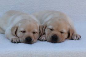 žlutá štěňata z BLAZING DIAMOND