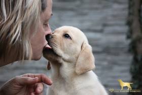 žluté štěně z BLAZING DIAMOND