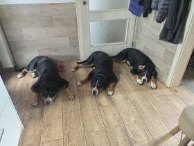 Z farmy Šťastných