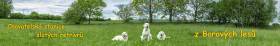 Z Borových lesů