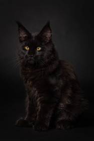 JCH KCH Céline Larenda