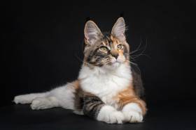 Birra Moretti O'Vici