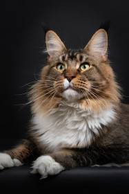 CEW25 JCH KCH CH Guinness Olira JW