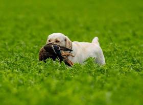 Pod Žerčickým kostelem