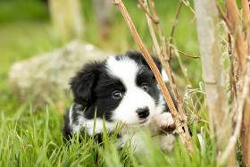 Mystery Of Black Rose