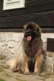 Maminka  Bahama (Herunka)