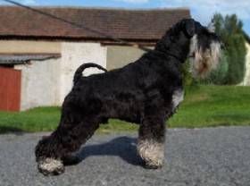 Grand calvera f. c. i.