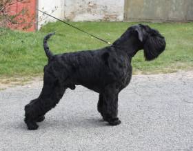 Grand calvera f. c. i.