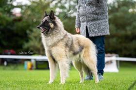 JCh.Cookie Agatha Sammar Bohemia