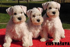 Odchov v CHS VAŠATA