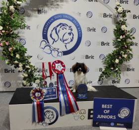 AXIS- EUROPEAN JUNIOR WINNER 25