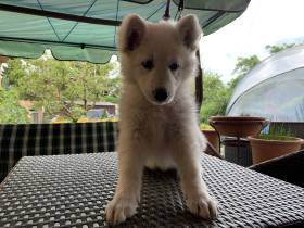 Bubble from Czech Wood