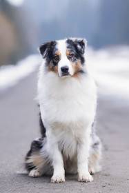 Magnolia pod Poludnicou