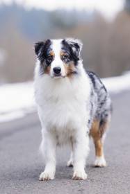 Magnolia pod Poludnicou