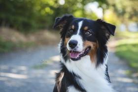 Jackie Aussieland / Brianne