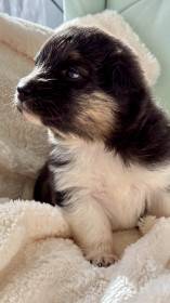 Brianne Australaland