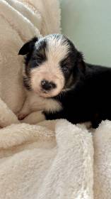 Boromir Australaland