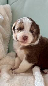 Barnaby Australaland