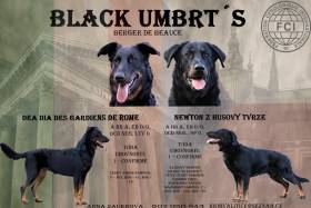 Black Umbrt's