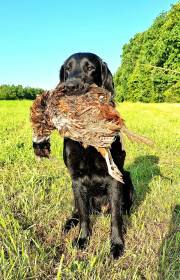 Retriever - se zvěří.