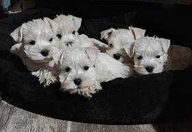 Z Domu hobita sk FCI