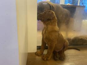 Bordó z Hostýnských vrchů