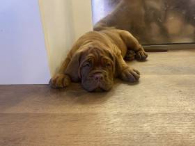 Bordó z Hostýnských vrchů