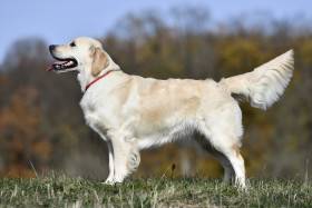 From The Malesic Yard