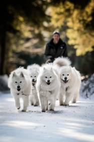 Lebaya Samoyed