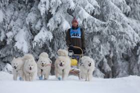 Lebaya Samoyed