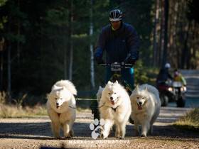 Lebaya Samoyed