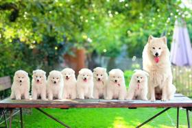 Lebaya Samoyed